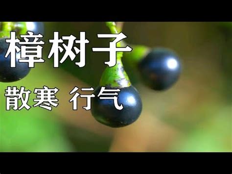 樟樹子|樟樹